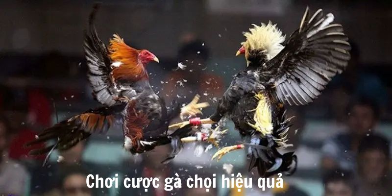 Cách chơi cược gà chọi hiệu quả